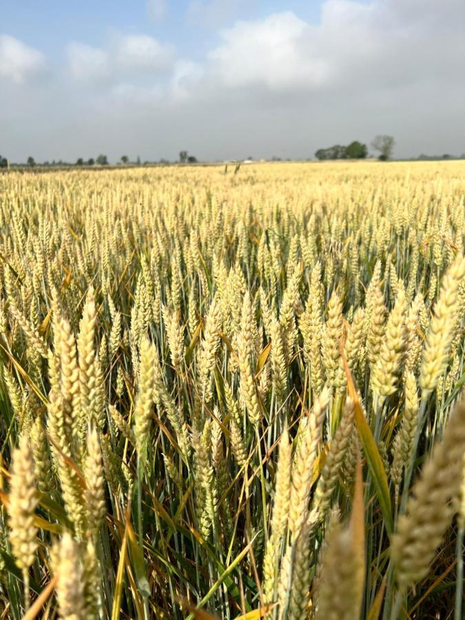 Tenuta Pizzone Rivanazzano Terme Esterno foto